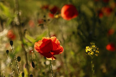 Close-up of poppy blooming on field