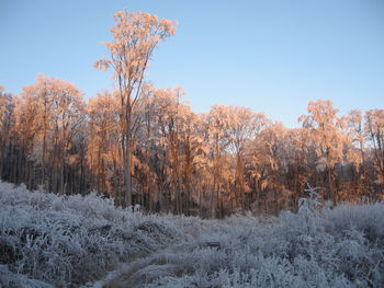 Trees in forest against clear sky during winter