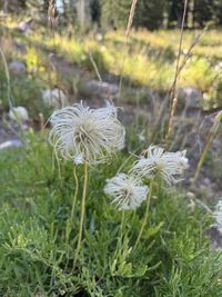 plant