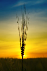 Close-up of wheat field against sky during sunset
