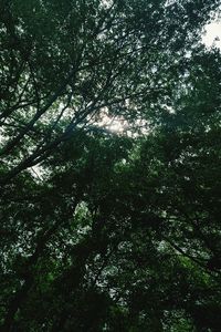 Low angle view of trees against sky