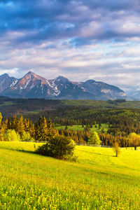 Scenic view of field against sky