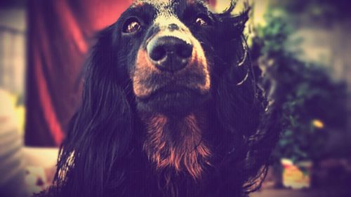 Portrait of a dog