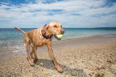 A happy and active labrador retriever dog running along a beach and ocean after retrieving a ball