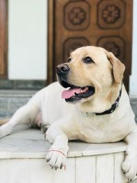 Close-up portrait of a dog