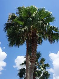 Low angle view of palm trees against blue sky