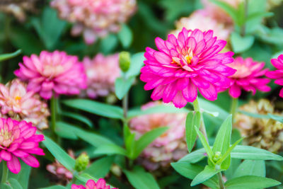 Close-up of pink flowering plant