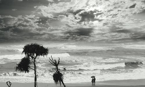 Palm trees on beach against sky