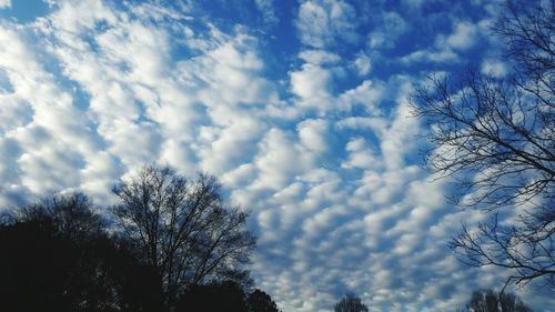 Low angle view of tree against cloudy sky