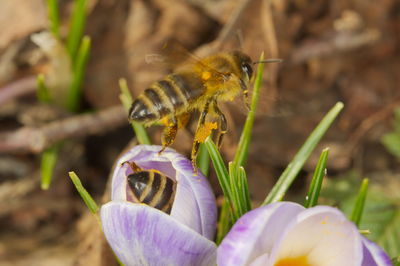 Close-up of bee pollinating on purple flower