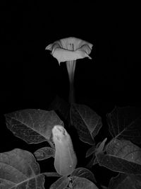 Close-up of lotus water lily against black background
