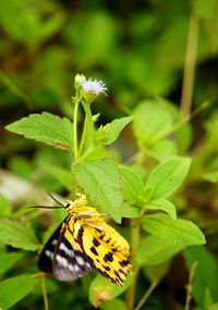 Close-up of butterfly on yellow flower