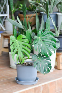 Close-up of potted plants on table