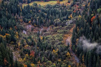 Panoramic view of pine trees in forest during autumn