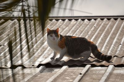 High angle portrait of a cat