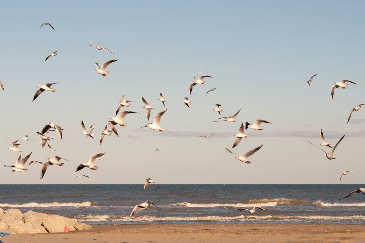 FLOCK OF SEAGULLS ON BEACH