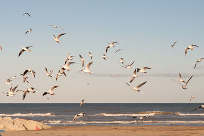 Flock of seagulls flying over beach