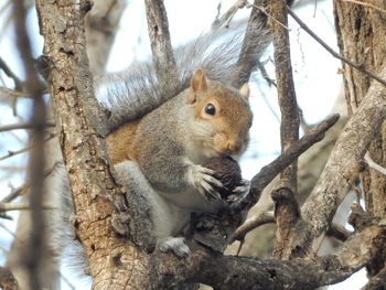 Low angle view of squirrel on tree trunk