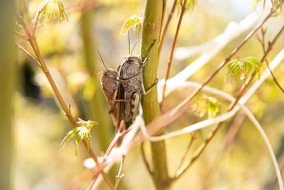 Close-up of butterfly perching on flower