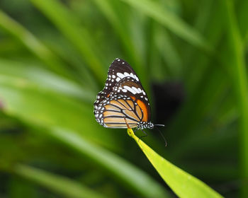 Butterfly on a leaf