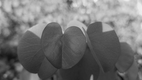 Close-up of plant