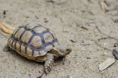 High angle view of turtle on sand