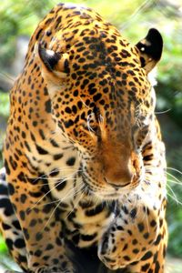 Close-up of tiger