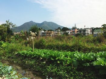 Plants growing on field by buildings against sky