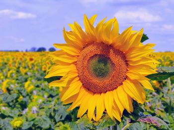 Close-up of sunflower on field against sky