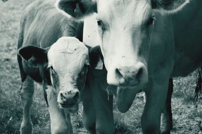 Portrait of cow standing in field