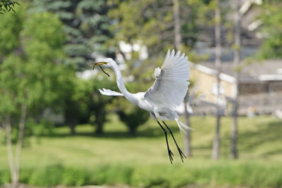 Egret coming in for a landing on its nest on grotto lake in fergus falls, minnesota