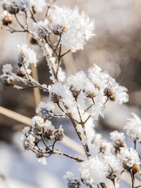 Close-up of frozen cherry blossom tree during winter