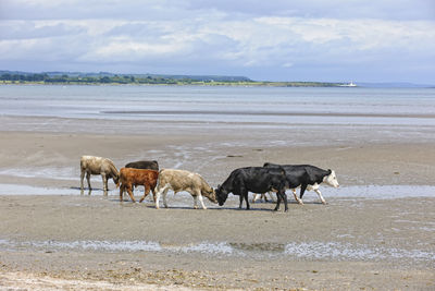 Horses on beach against sky