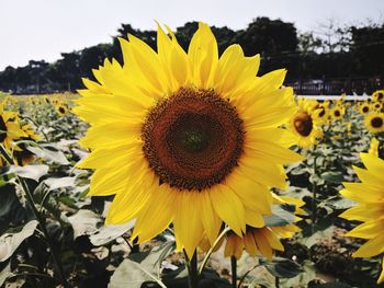 Close-up of sunflower