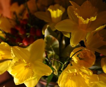 Close-up of yellow flower