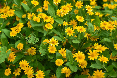 Close-up of yellow flowering plants