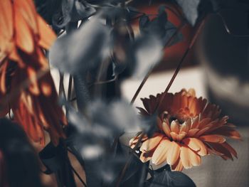 Close-up of orange flower