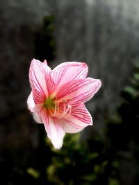 Close-up of pink flower