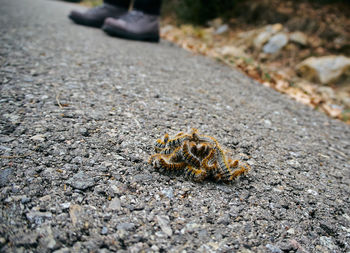 Close-up of caterpillar