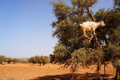 Goat standing on tree against clear sky