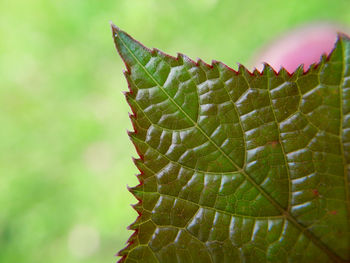 Close-up of green leaves