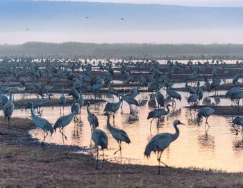 Flock of birds in lake