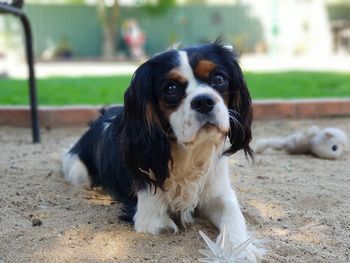 Portrait of dog relaxing on field