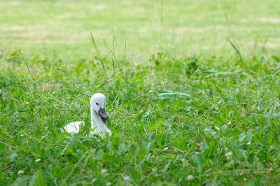 White duck in a field
