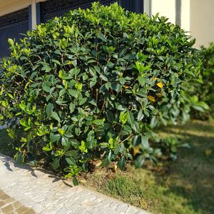 Close-up of plants growing in yard