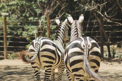 Rear view of zebras walking at zoo