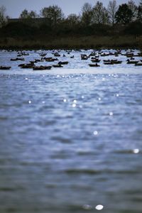 View of ducks swimming in lake