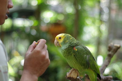 Cropped image of hand holding parrot perching outdoors