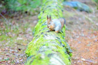 Close-up of squirrel