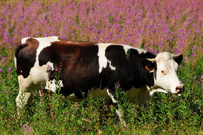 Cow standing on field